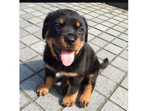 Sadık rottweiler yavrular