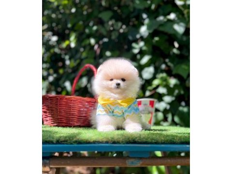 Safkan pomeranian boo yavrularımız