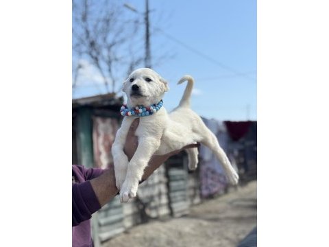 Kangal ve anadolu çoban akbaş