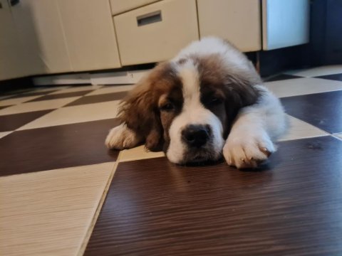 Saint bernard