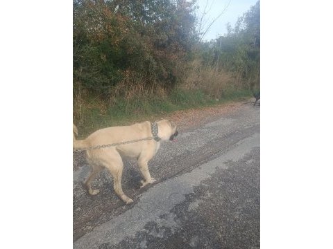 Köpeğimizi çiftleştirmek için dişi lazım