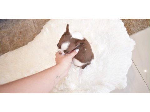 Micro mini wc eğitimli chihuahua