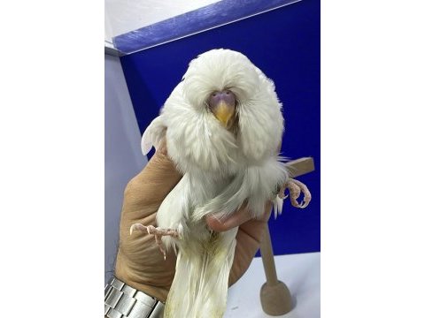 Rengarenk kalbimizi süsleyen muhabbet kuşu canlılar