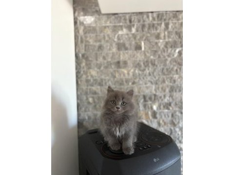 Brıtısh longhaır safkan yavrularım 