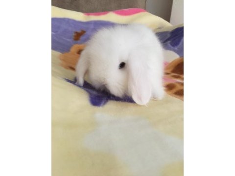 Lop tavşanı