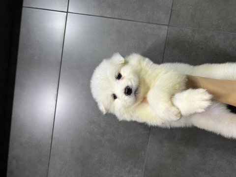 Kar top samoyed yavruları teslime hazır