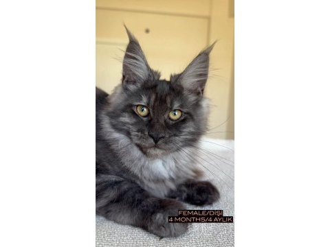 Her ile teslim renk renk xxl şampiyon maine coon yavrular