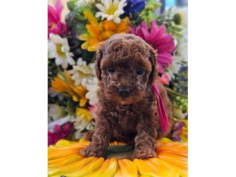 Ruhsatlı köpek çiftliğinden toy poodle yavrularımız