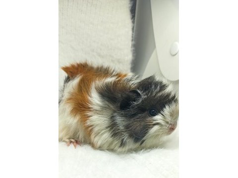 İstanbul bağcılar sahibinden ginepig