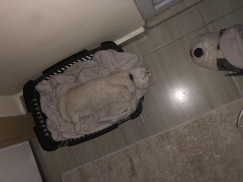 7 aylık british shorthair