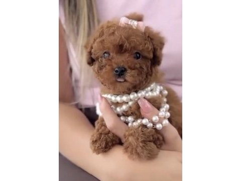 Toy poodle köpeği eğitimli