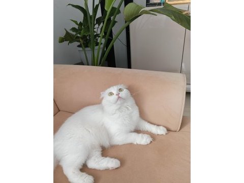 Beyaz scottish fold