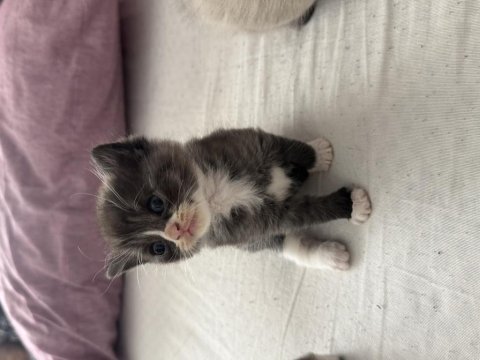 1 aylık yavru british shorthair