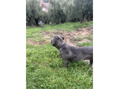 Has cane corso erkek yavru