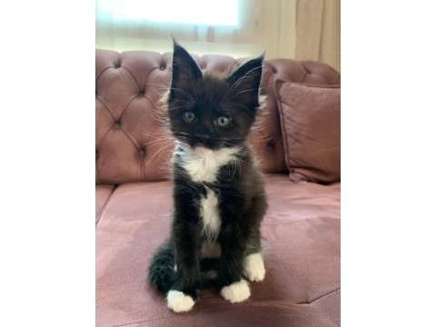 Xxl maine coon kediler 7 haftalık
