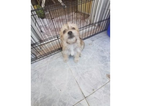Terrier oyun köpeği