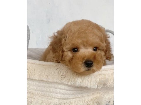 Ev ortamında büyüyen red / white poodle yavrular