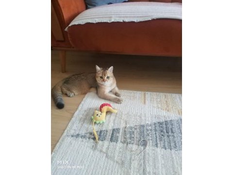 British shorthair golden