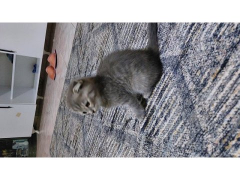 Scottish fold kittens
