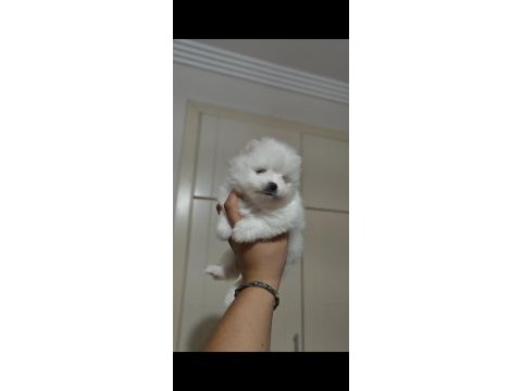 Sahiplendirmeye hazır pomeranian yavruları