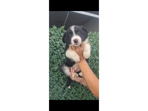 Irk ve sağlık garanti safkan border collie yavrularımuz