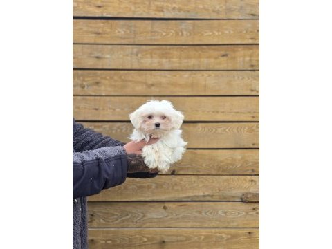 Safkan maltese terrier yavruları