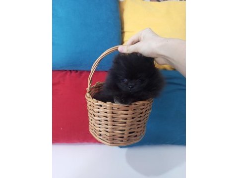 Bu pomeranian yavrular kaçmaz