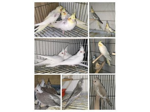 2 aylık yavru sultan papağanı