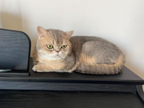 Bebek yüzlü erkek british shorthair