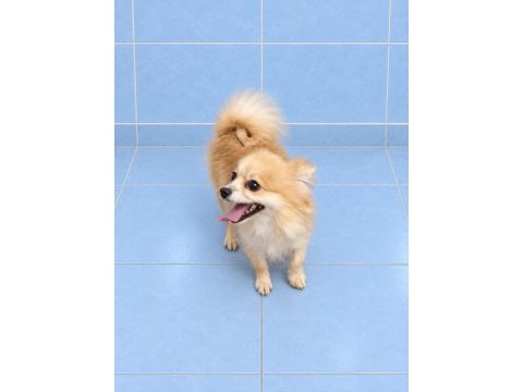 Yeni yuvasına gitmeye hazır pomeranian