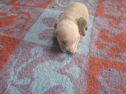 Yavru golden retriever