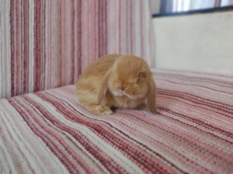 Cüce lop miniatur lop cüce tavşan çiftliği