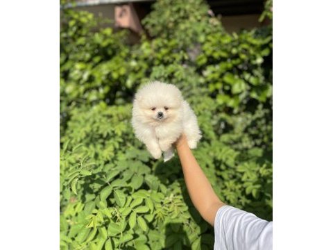 Üst kalite pomeranian boo bebekler