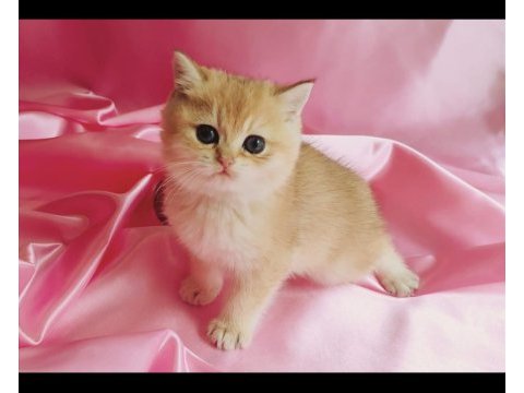 British shorthair yavru 1 aylık