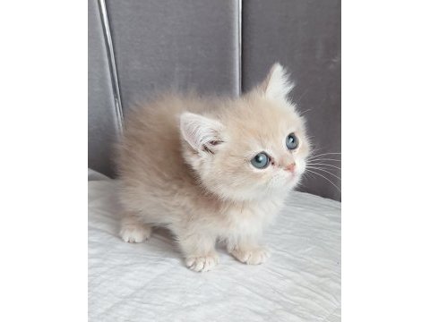 British shorthair erkek
