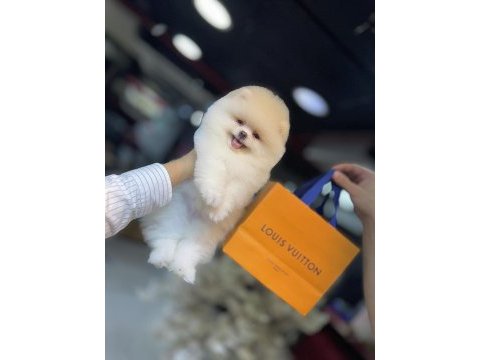 Excatly teddy bear-ayı suratlı şecereli pomeranian bebekler