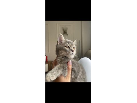 Akıllı yavru kedimi sahiplendiriyoruz