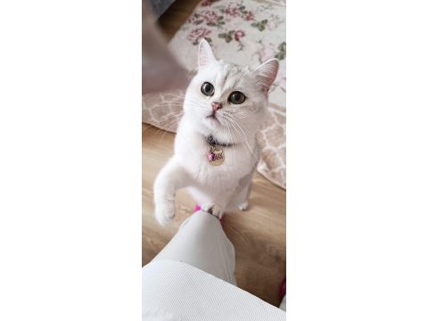 10 aylık british shorthair a kalite