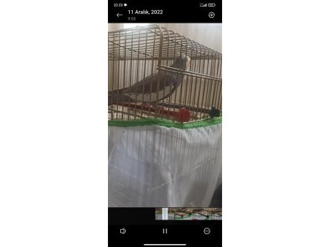 Erkek sultan papağanı 2 yaşında