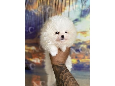 Pomeranian bebekler hazır