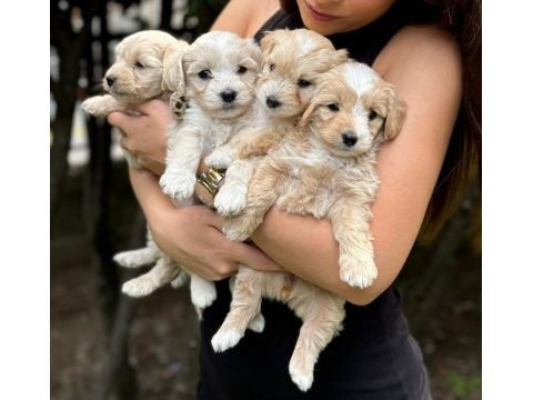Mikro teacup orijinal maltipoo yavrularım