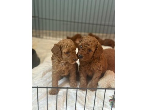 Kore kan poodle yavrular