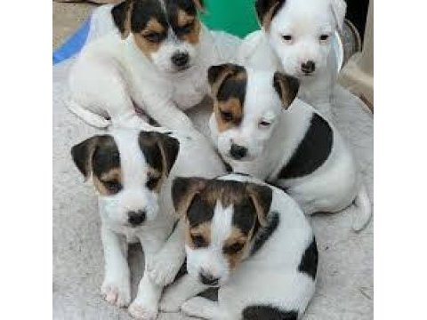 Jack russell yavrularım sağlık ve ırk garantilidir