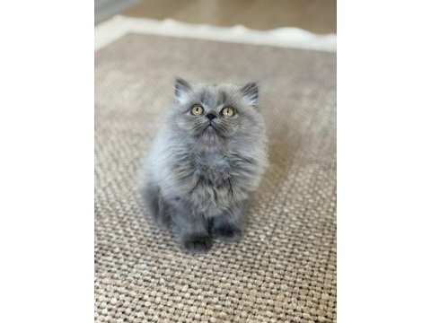 British longhair cer