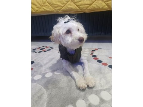 Süs köpeği maltepe