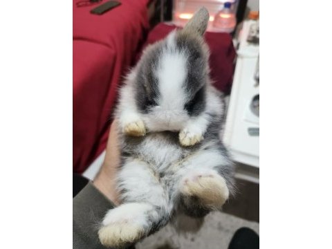 Lop tavşanı 2 aylık