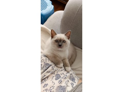 Mitted bebek kedilerim güzel ailelerini bekliyor