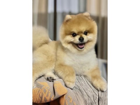 Antalyada pomeranian boo ayı surat yavrular