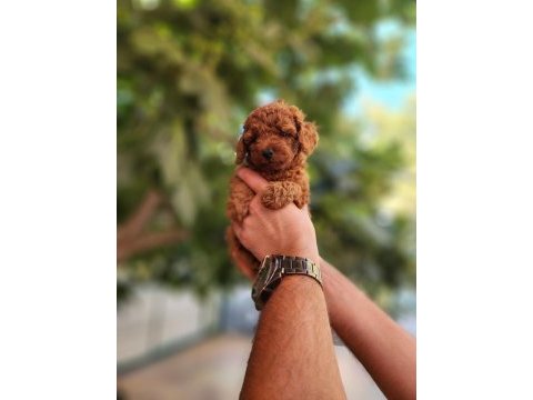Kore dişi ve erkek toy poodle yavrularımız