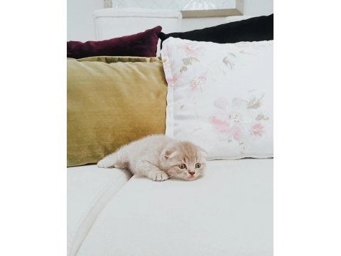 Nadir renkte scottish fold